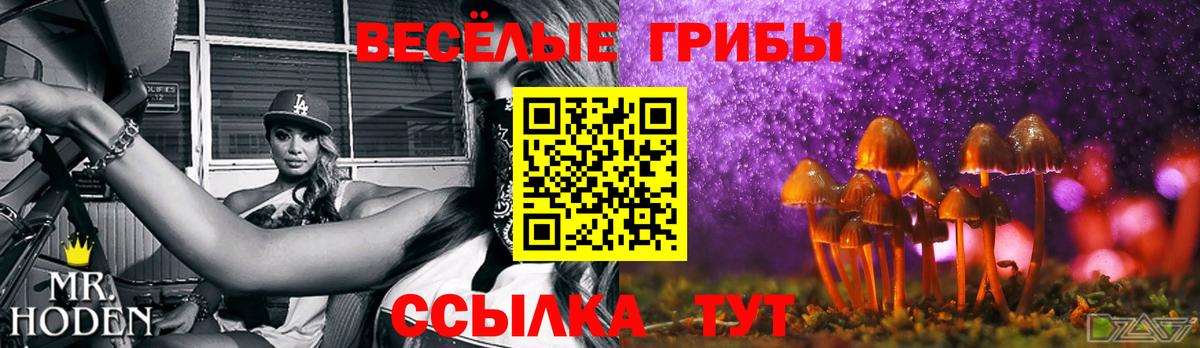 магазин продажи   Псилоцибиновые грибы ЛСД  Бузулук  Псилоцибиновые грибы GOLDEN TEACHER 